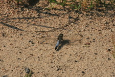 Lecicha zwyczajna